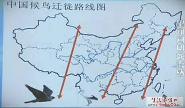 中国候鸟迁徙路线图_禽流感感染源