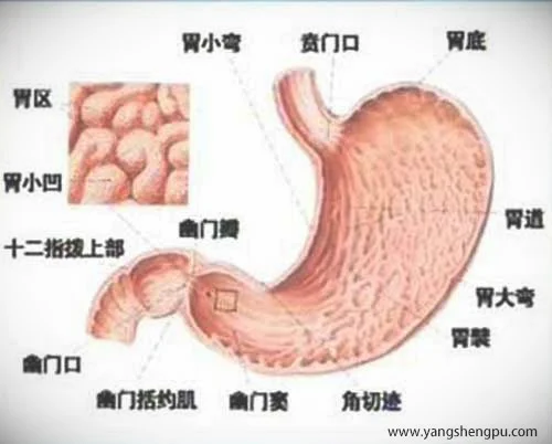 胃各部分名称位置图-胃各部位的名称图解