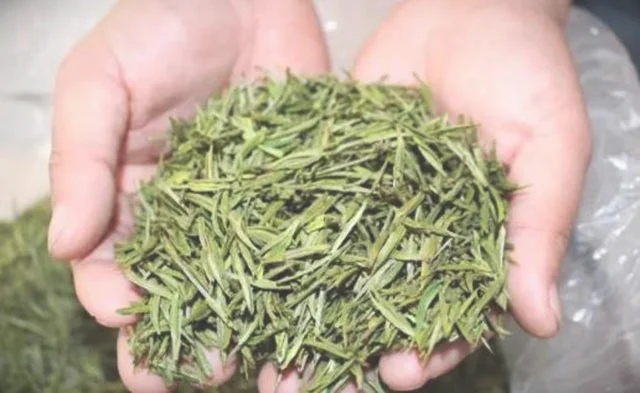 安吉白茶属于什么茶-安吉白茶属于绿茶吗
