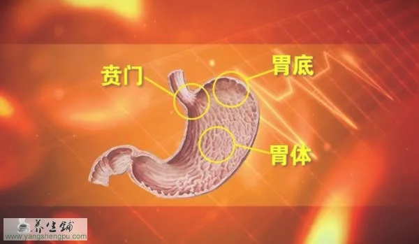 胃的结构_图片