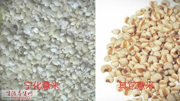 宁化薏米与其它薏米对比