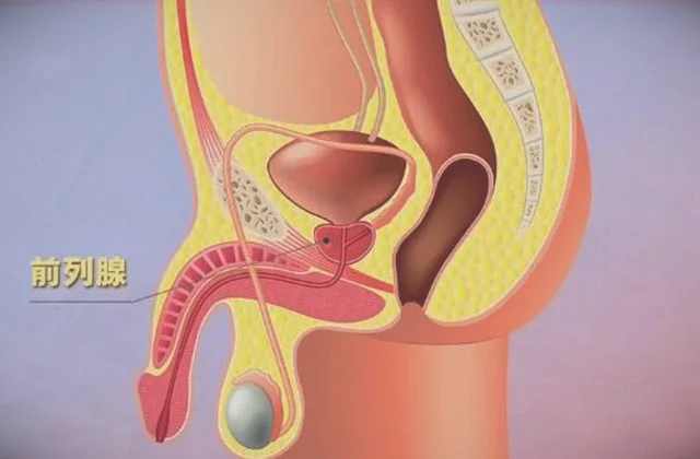 前列腺的功能作用-前列腺的准确位置