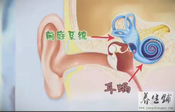 耳蜗和前庭系统