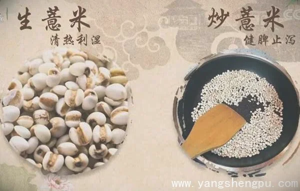 生薏米与炒薏米-薏米的作用_图片