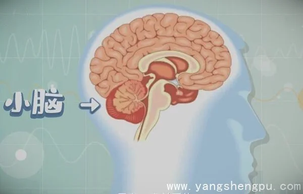 健康之路:脑卒中的危险信号20210531