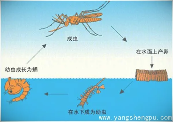 蚊子的生长过程-蚊子的生长周期_图片