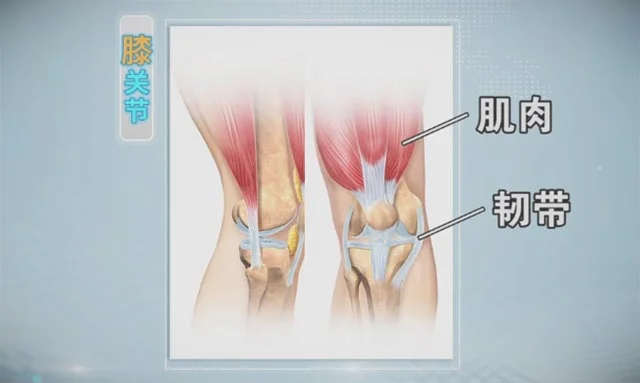 膝关节周围的肌肉和韧带-肌肉力量与关节的关系_