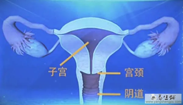 子宫的结构图