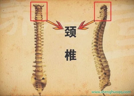 颈椎的位置图片