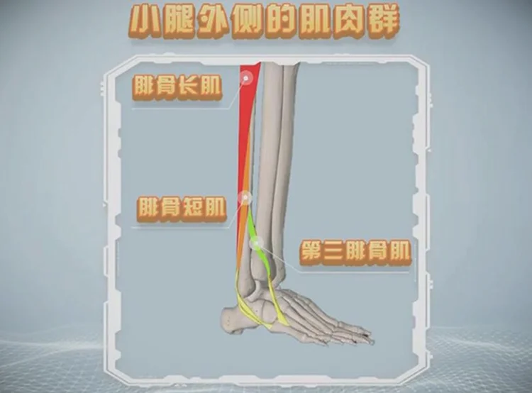 踝关节外侧肌肉群_踝关节外侧肌肉韧带解剖图