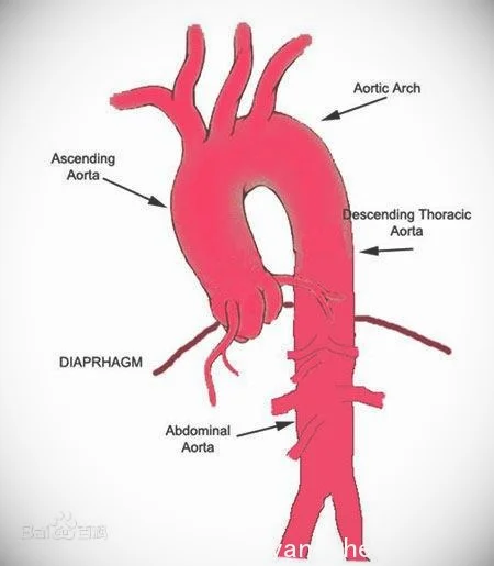 主动脉结构