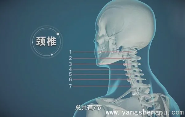 颈椎的位置结构_图片