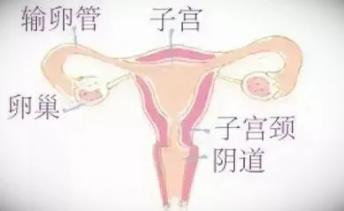 子宫的结构图